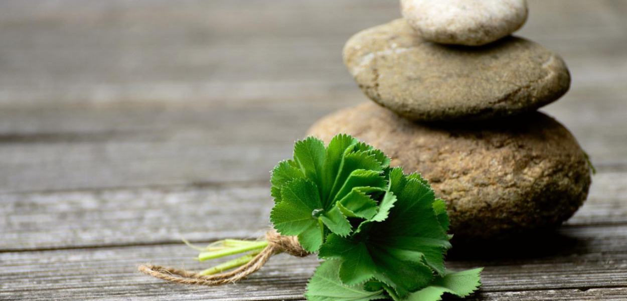 Zioła na ból głowy - sprawdź, które warto stosować