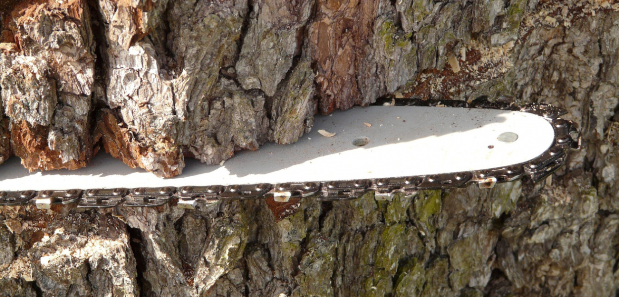 Masz prywatny las? Planowaną wycinkę drzew i tak musisz zgłosić