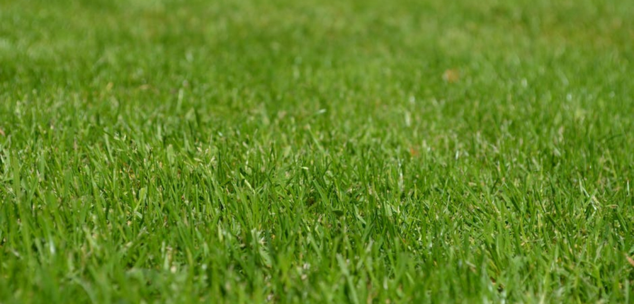 Jak prawidłowo wykonać wertykulację trawnika?