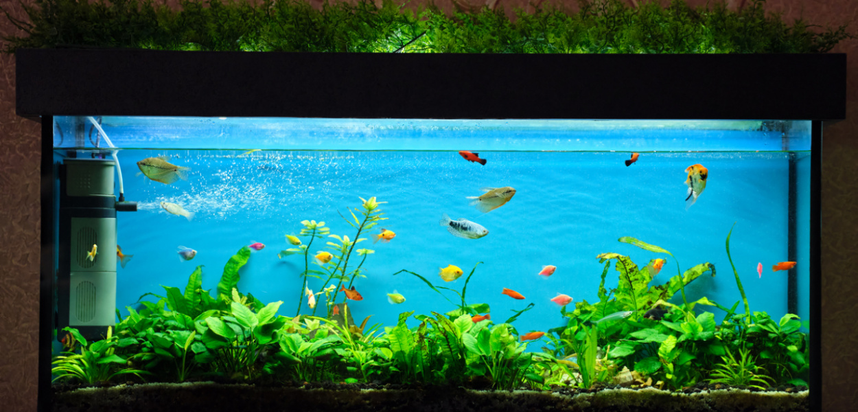 Glony w akwarium- przyczyny i zwalczanie ich