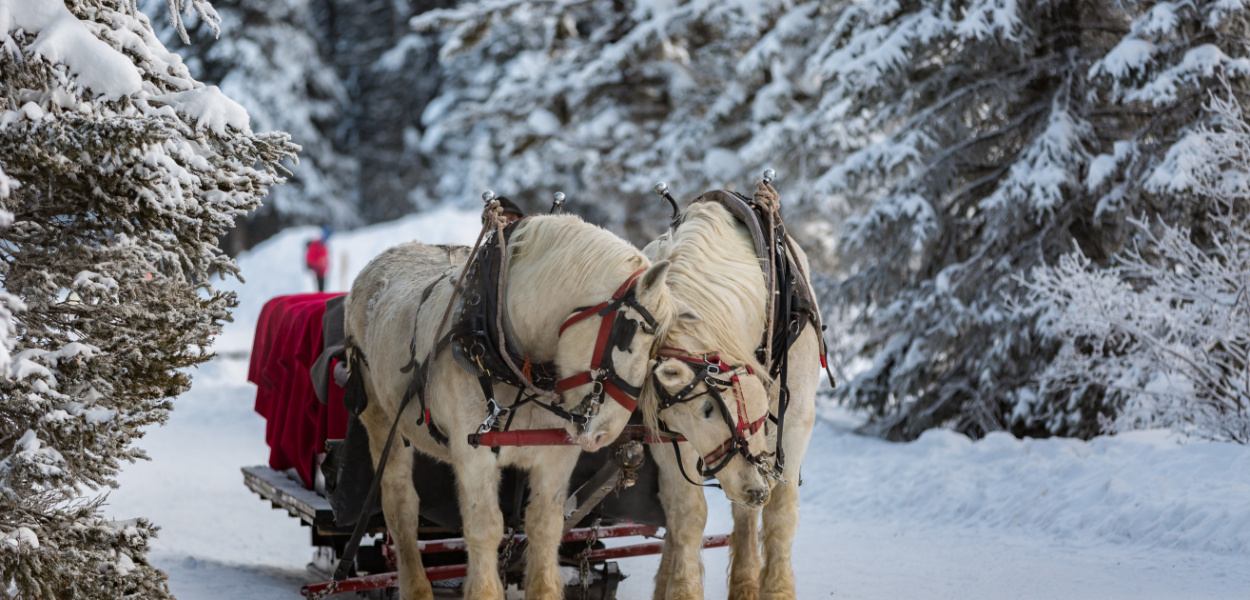 Kulig Zakopane 2024 - Największa oferta rezerwacji Kuligów na Podhalu!