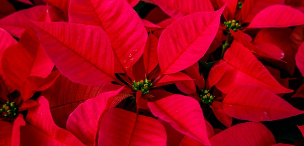 Gwiazda betlejemska gubi liście? Najczęstsze choroby poinsecji