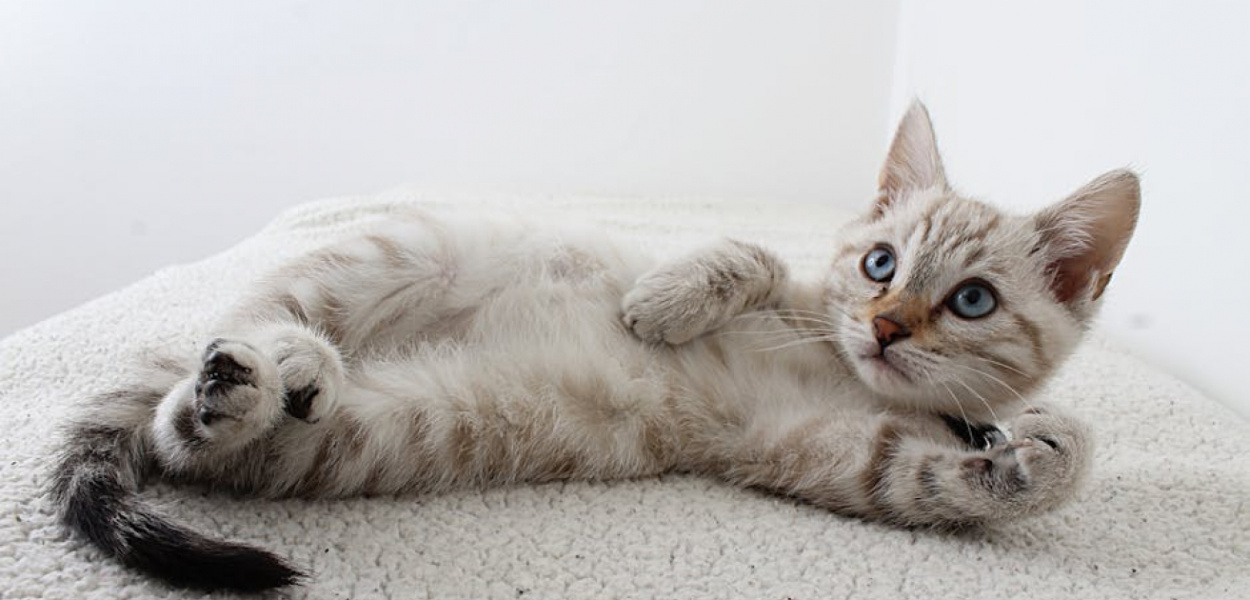 Jak radzić sobie z nadpobudliwym kotem