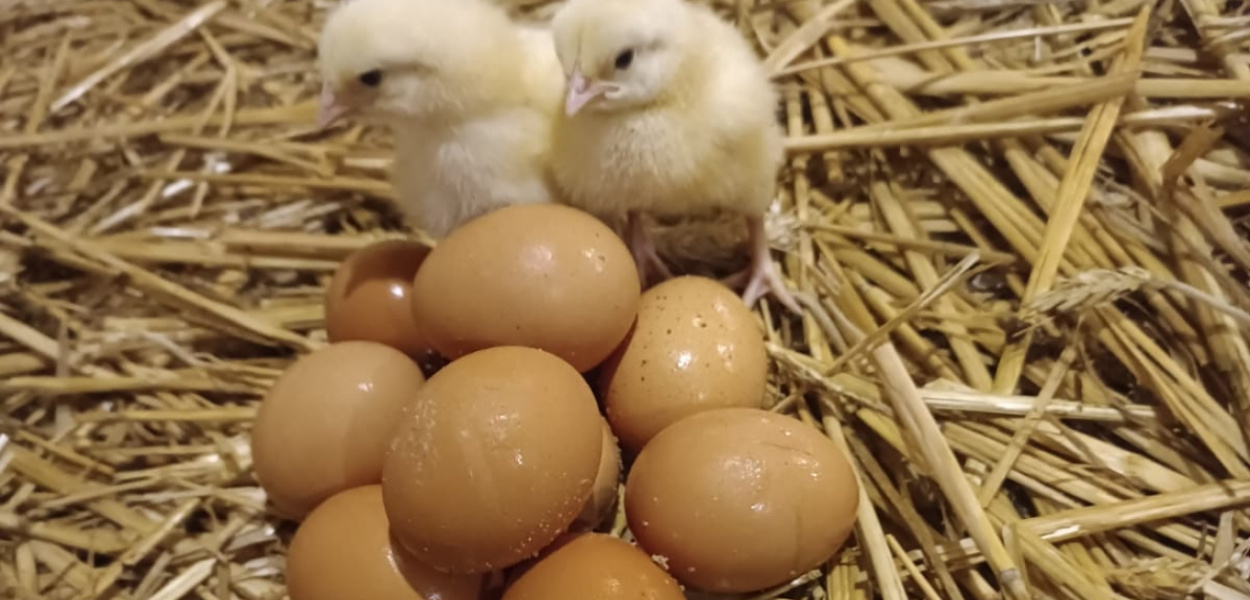  Co było pierwsze? Kura czy jajko? Robert Kraska, właściciel kurzej fermy…