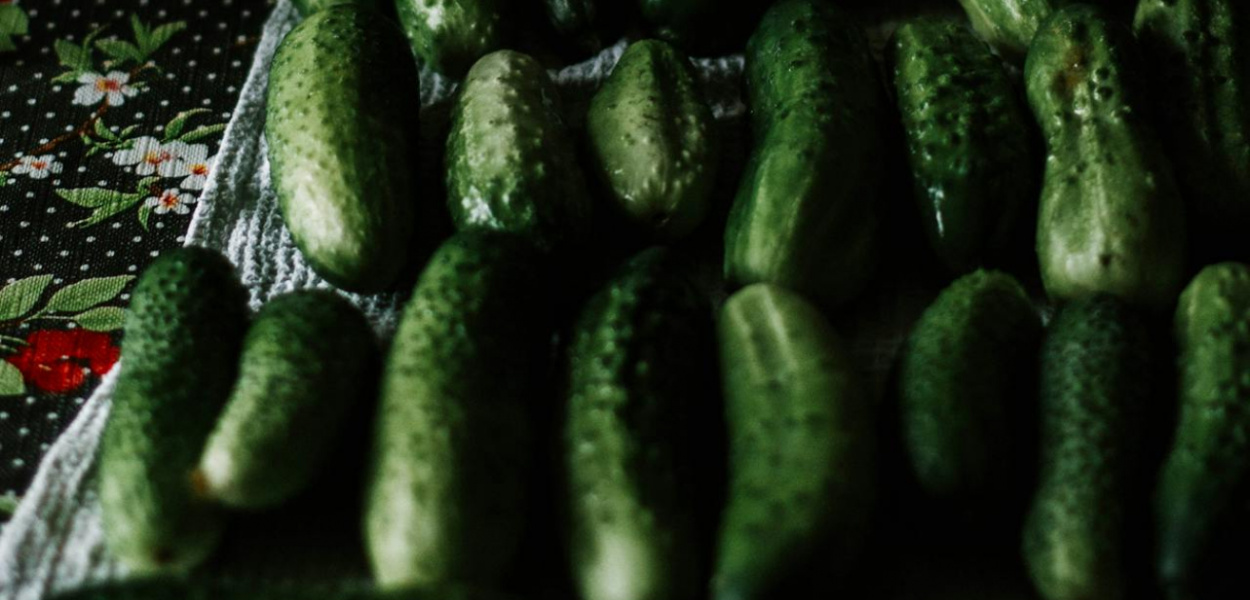 Ogórki gruntowe czy szklarniowe? Jak wybrać nasiona i metodę uprawy