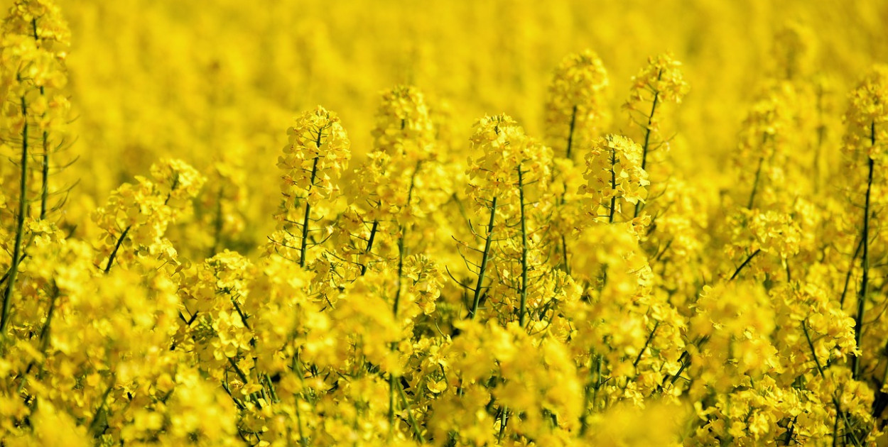 Jak zwiększyć plony rzepaku dzięki odpowiedniemu nawożeniu?
