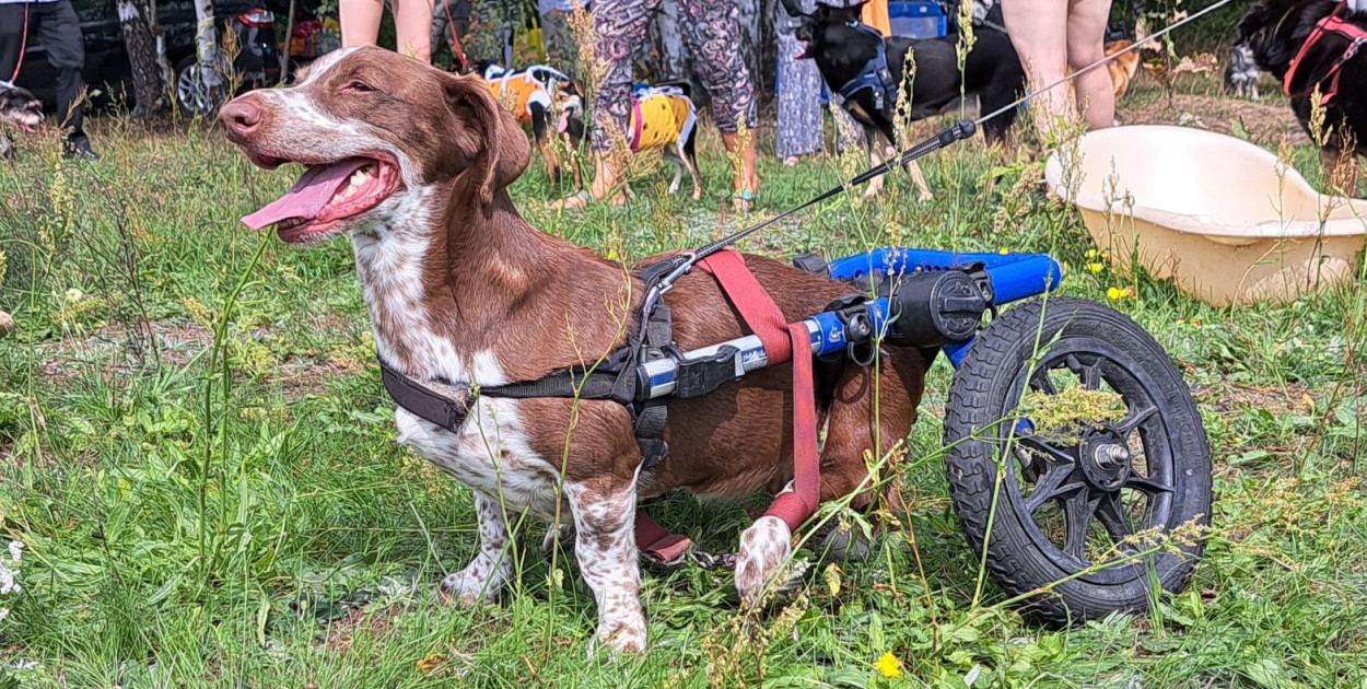 Oprawca Fijo nareszcie trafił za kratki