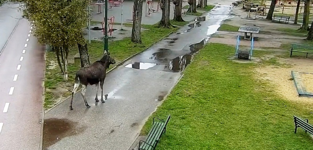 Straż Miejska w Pabianicach