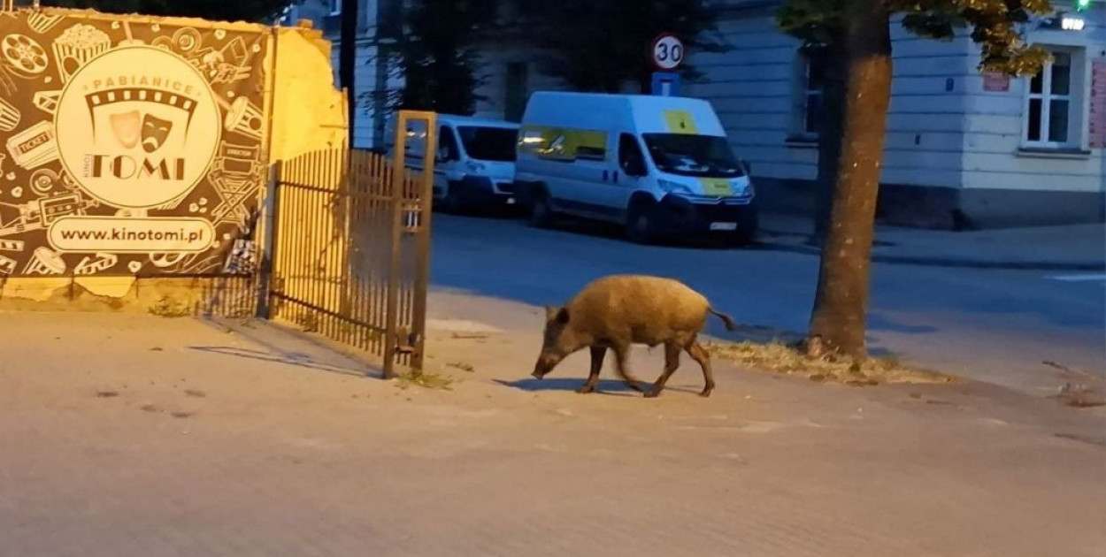 foto: Łukasz Stępień