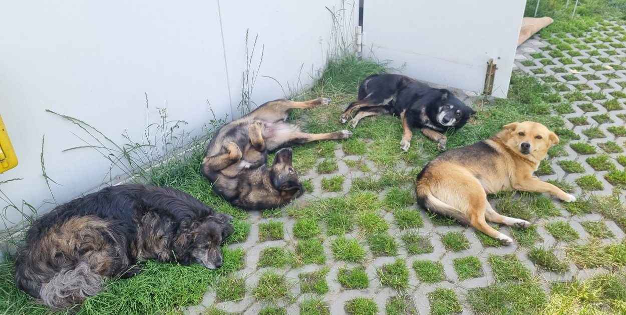foto: Schronisko dla zwierząt w Pabianicach