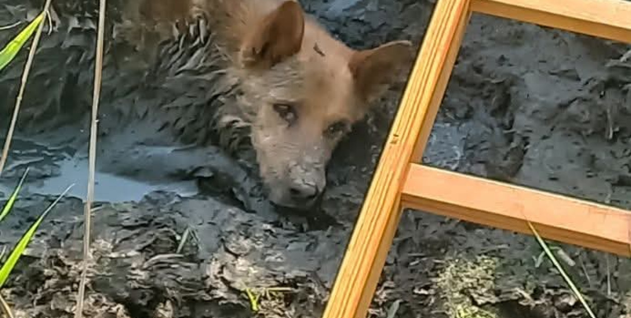 Foto: OSP w Dłutowie 