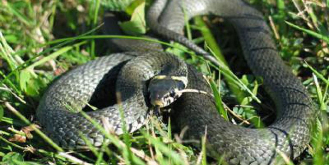 foto ilustracyjne/Wikipedia 