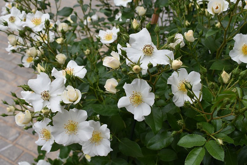 Róża nie jedno ma imię