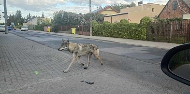 Wilk czy nie wilk? Zwierzak napędził strachu mieszkańcom-62922