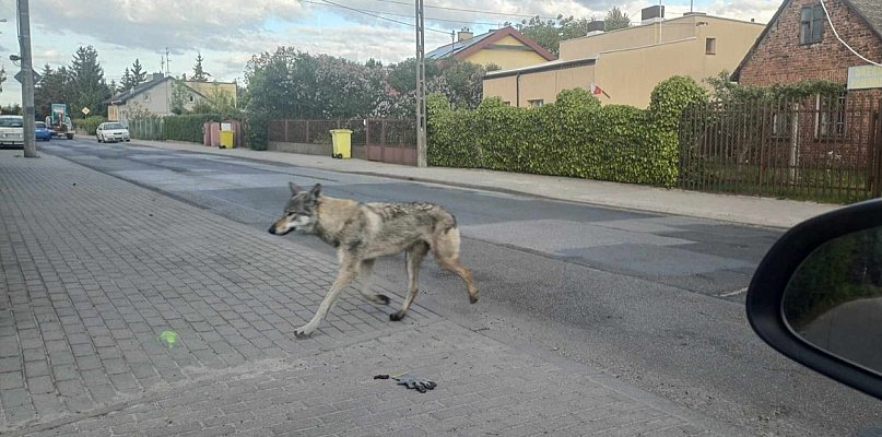 Wilk czy nie wilk? Zwierzak napędził strachu mieszkańcom - 62922