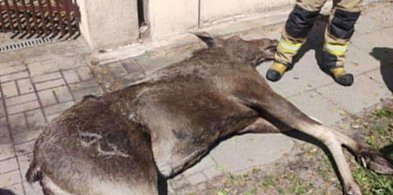 Łoś utknął w przęsłach bramy. Zwierzę nie przeżyło upadku-63399