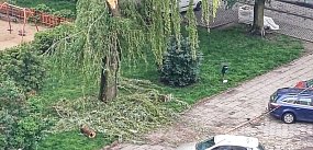 Konar spadł na dach auta