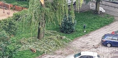 Konar spadł na dach auta-63563