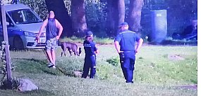 Amstaff bez smyczy siał postrach