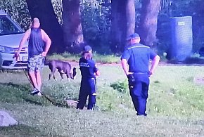 Amstaff bez smyczy siał postrach wśród spacerowiczów na Lewitynie-63901