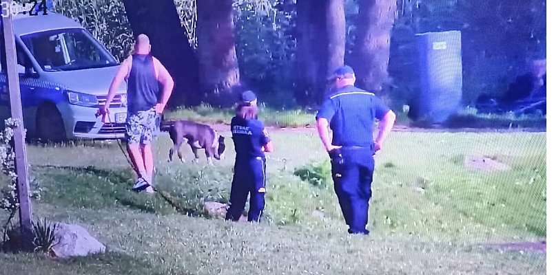 Amstaff bez smyczy siał postrach wśród spacerowiczów na Lewitynie - 63901