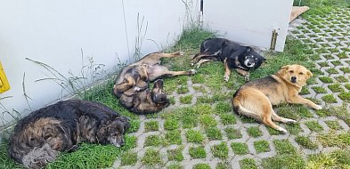 Czekają na miłość za kratami-64256