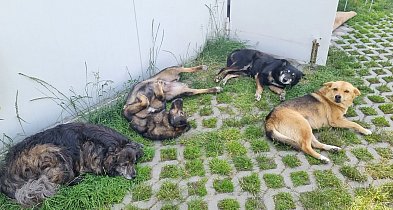 Czekają na miłość za kratami-64256