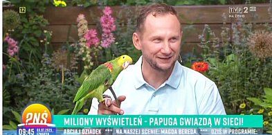 Papug Romek oraz jego opiekun Tomek zdobywają internet ... i telewizję-64292