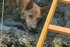 Pies ugrzązł w błocie. Uratowali go strażacy -64336