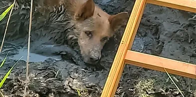 Pies ugrzązł w błocie. Uratowali go strażacy -64336