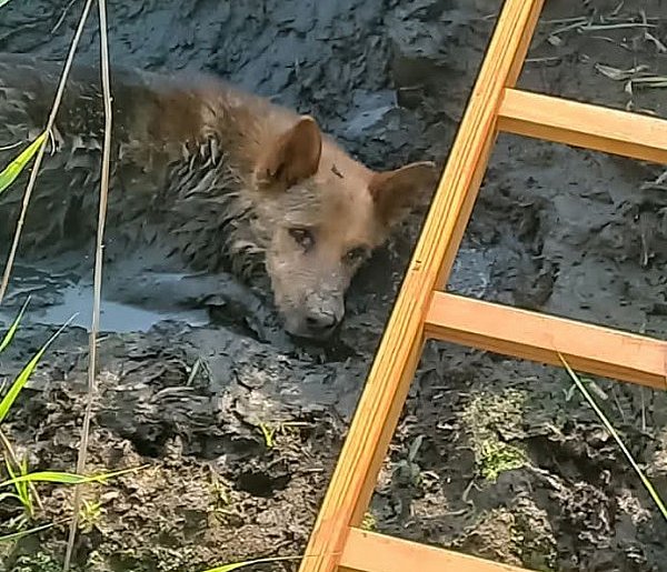 Pies ugrzązł w błocie. Uratowali go strażacy -64336