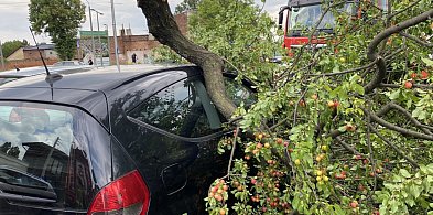 Konar drzewa złamał się i spadł na Mercedesa-64530