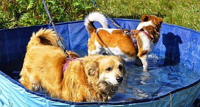 VI Zlot Adopciaków w Pabianicach-65098