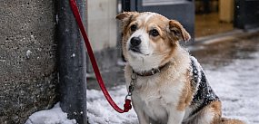 Nie zostawiaj psa przed sklepem