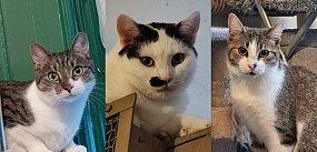 Koty czekają na dom coraz dłużej