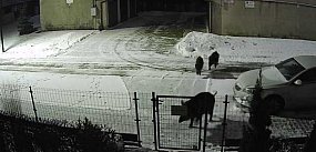 "Bliskie spotkanie" z dzikami