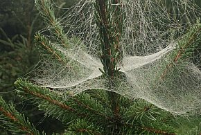 Kupujesz żywą choinkę na święta? Ten szczegół łatwo przeoczyć-68480