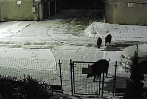 "Bliskie spotkanie" z dzikami przy ulicach Sybiraków i Rzgowskiej