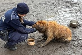 Siedział w błocie, z łapą zaplątaną w łańcuch. Jeden telefon uratował psa