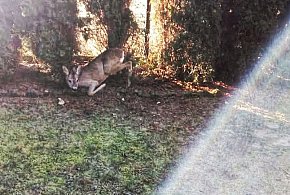 Sarna uwięziona w stalowej pętli