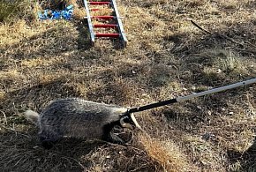 Borsuk wpadł do studni. Wyciągali go strażacy