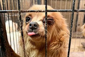 Pseudohodowla pod Pabianicami. Kilkadziesiąt psów w tragicznych warunkach