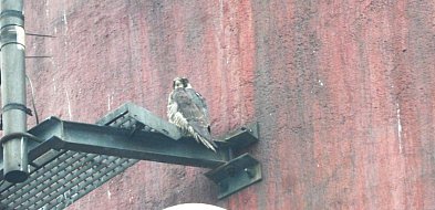 Gloria ma "dom" na kominie ZEC. Czy zechce się zagnieździć ?