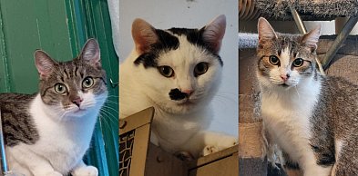 Koty czekają na dom coraz dłużej