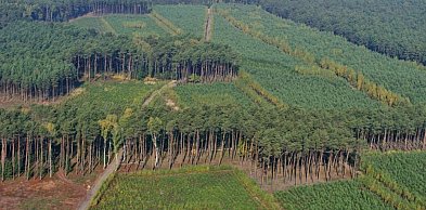 Masz grunt pod zalesienie? Nadleśnictwo Kolumna składa ofertę