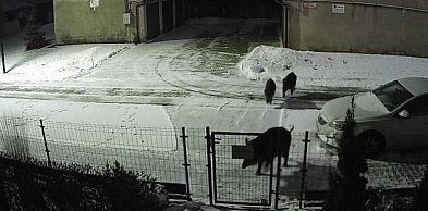 "Bliskie spotkanie" z dzikami przy ul. Sybiraków i Rzgowskiej