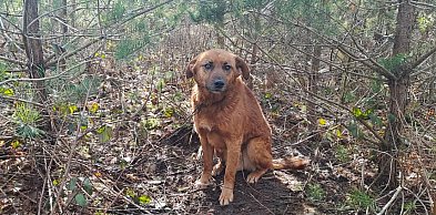 Szokujące odkrycie w lesie. Pies przywiązany łańcuchem do drzewa