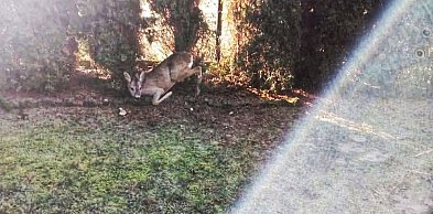 Sarna uwięziona w stalowej pętli