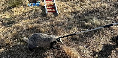 Borsuk wpadł do studni. Wyciągali go strażacy