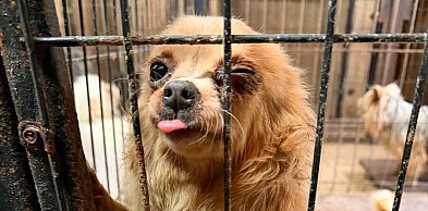 Pseudohodowla pod Pabianicami. Kilkadziesiąt psów w tragicznych warunkach